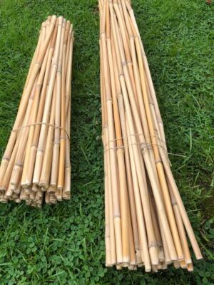 20 St. Bambus Pflanzstbe Chinaschilf Riesen Miscanthus 40 cm Pflanzstab  Deko | eBay.de