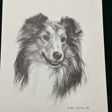 Shetland Sheepdog Vintage Print By Jan Jellins 8 X10
