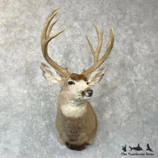 #24734 P | Mule Deer Taxidermy Shoulder Mount For Sale