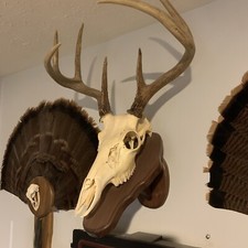 European Deer Mounting Plaque. Each is UNIQUE   See pictures for availability