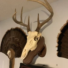 European Deer Mounting Plaque. Each is UNIQUE!!!  See pictures for availability