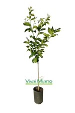 Pianta di Limone Femminello Siracusano - Immagine reale