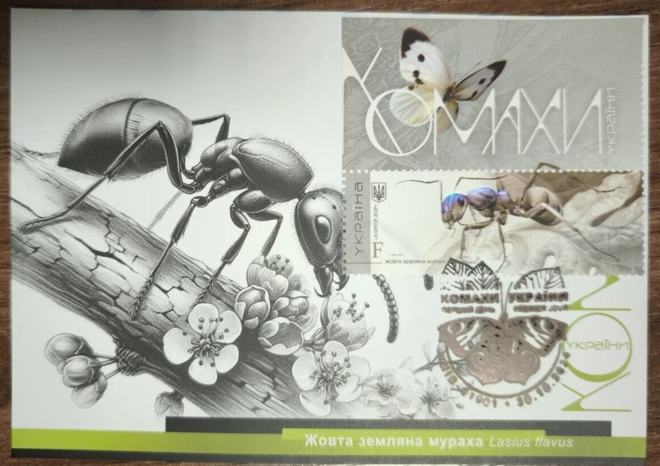 Juego completo de 7 piezas Cartmaximums INSECTOS DE UCRANIA 2024 Escarabajos Mariposa 🐞 Foto 3 de 4