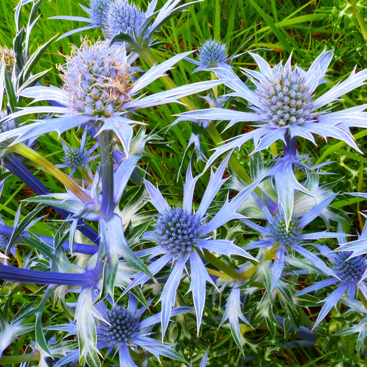 Semi Di Verricello Heavenly Blue Germisem - 4g, Fiori A Campana, Rampicante Per Giardino - Foto 8