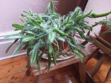Dragon Fruit Cactus