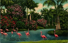 Sarasota FL Jungle Gardens Flamingos Postcard unused (11890)