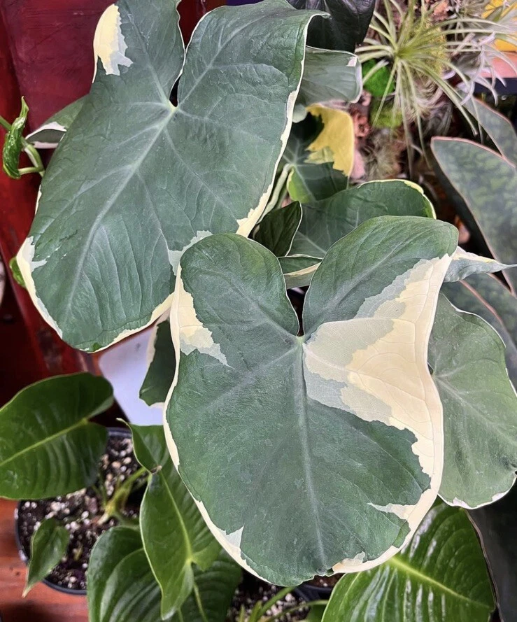 Alocasia Mickey Variagate