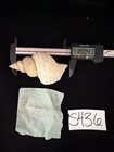 Neptune Lyrata Shell 100.4mm St Juan (S436) — photo 1