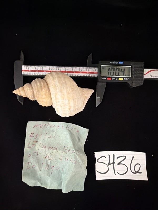 Neptune Lyrata Shell 100.4mm St Juan (S436)