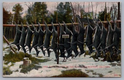 One Day s Killing Northern Deer Hunting Grounds Adirondacks Bucks Postcard P5