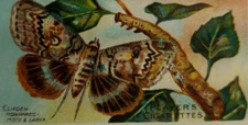 Trade card butterflies larva Imperial Tobacco Co Players Cigarette vintage