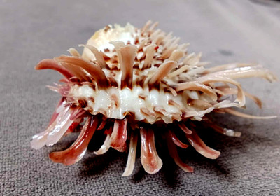 Spondylus spinosus  60 mm F+++/gem DWARF compressed tiny spines WOW!!