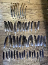 50 Canada Goose & Wild Turkey Wing Feathers Fly Tying Fishing Archery Fletching