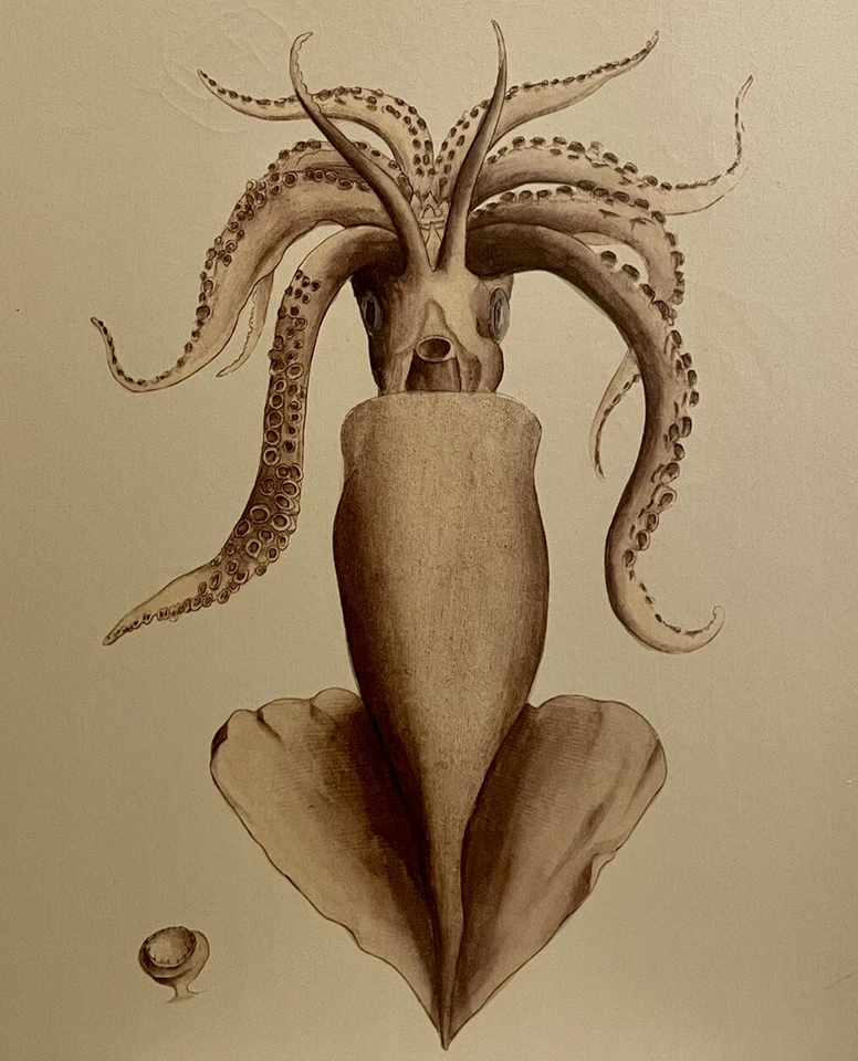 Giant Squid Canvas Art Teuthida Sea Life Print PL 215 Ready to Hang Decor - Image 2 of 4