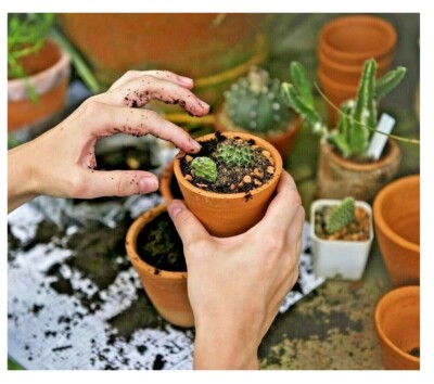 Aloe Vera Succulent Potting Soil Grow Cacti & Succulent Compost 5L - 5  Litres | eBay