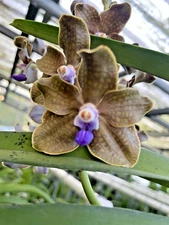 MOTES PURPLE RAIN ***DIVISION PLANT***FLOWERS FOR REFERENCE ONLY FROM MOTHER