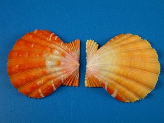 Pecten langfordi Sunrise Shell Jewelry Hawaii Shell