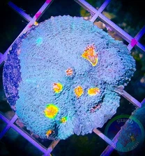 SAF~”WYSIWYG” Miami Hurricane Chalice Frag, LPS, SPS, Coral Colony, Stunner