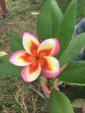 5 Orange Yellow Pink Plumeria Seeds Plants Flower Seed Perennial 191 US SELLER