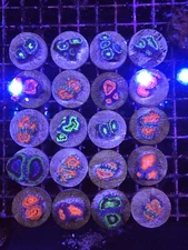 Live 5x ACANS 2-4 Polyps Coral Frag Saltwater Reef MICROMUSSA LPS SPS