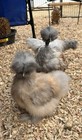 4 (+2 free!) Fertile Silkie, Showgirl, Frizzle X Sizzle Bearded And Crested Eggs — photo 2