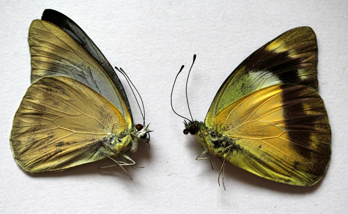 APPIAS CELESTINA BAREA - PAIR - unmounted butterfly | eBay