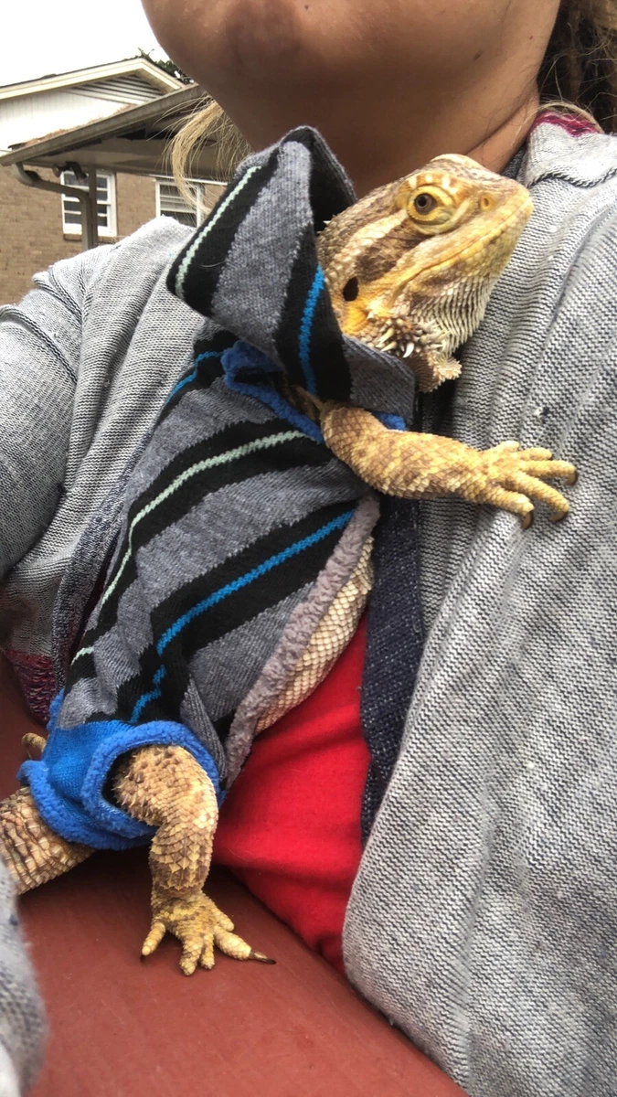 BLUE GREY STRIPE PRINT XLRG SLEEVELESS BODY SHIRT HOODIE 4 UNISEX BEARDED DRAGON