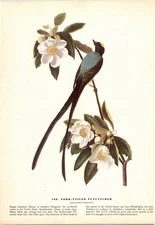 Audubon 1944 Vintage Bird #168 "Fork-Tailed Flycatcher" Color Plate Lithograph