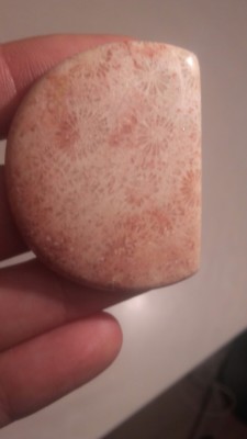 89.55 CT Coral Fosil Natural Crisantemo espécimen origen África 