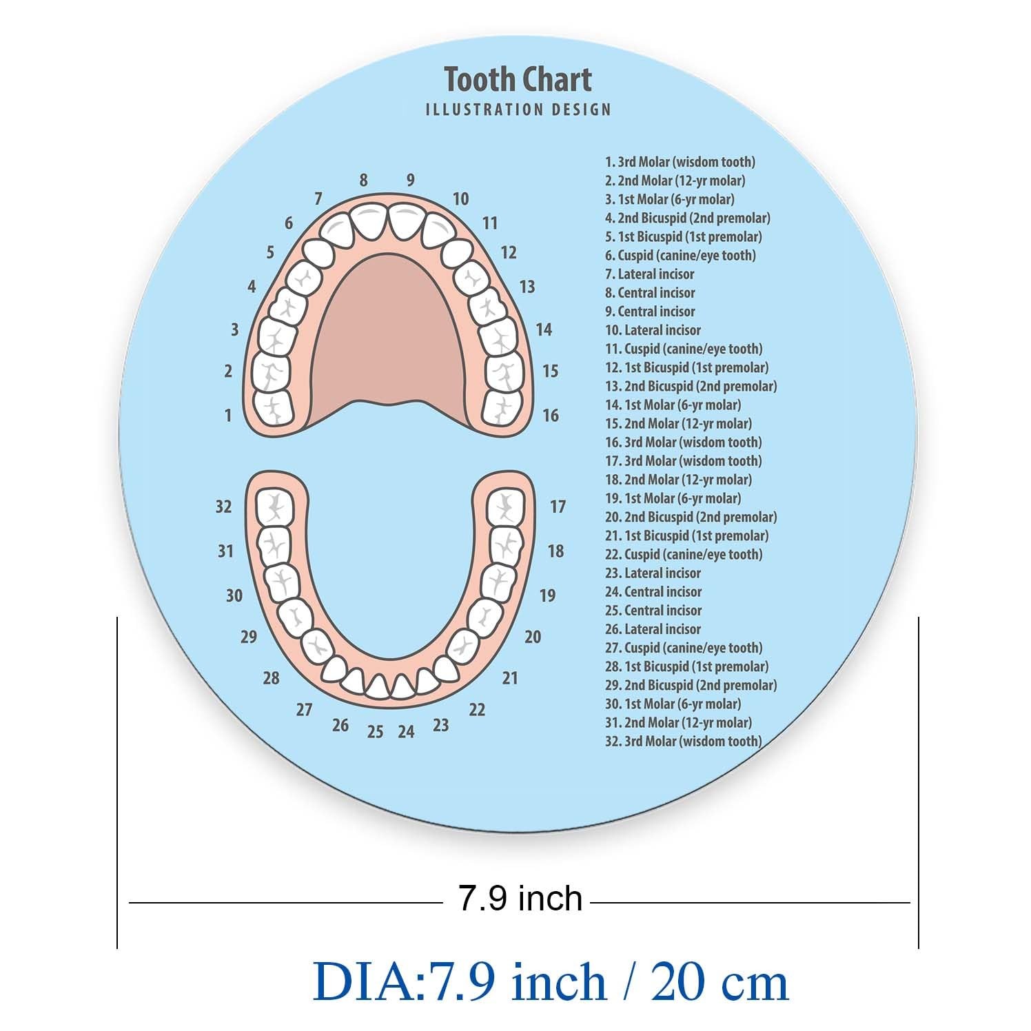 Round Mouse Pad,Tooth Chart pad,Custom 7.9L x 7.9W inches, Tooth | eBay