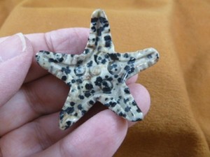 black white starfish