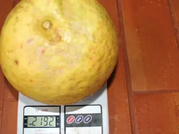 Seltene Samen Ponderosa Zitrone Die größte Zitronensorte der Welt 5 frische Same - Bild 2 von 2