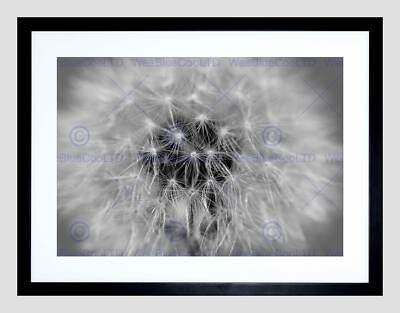 BLACK WHITE DANDELION SEED BLACK FRAME FRAMED ART PRINT PICTURE MOUNT B12X9032