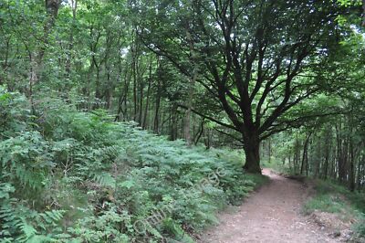 Foto 6x4 Exmoor: West Hill Woodland & Rugged Path Hartford \/SS9529 This c2010