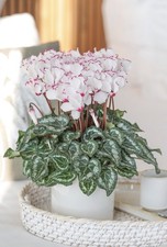 2 Cyclamen Victoria Plants | White & Crimson 10.5cm Pots