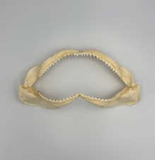 Vintage Bull Shark Jaw 11.5” x 5.5” Shark Teeth Decor Collectible 