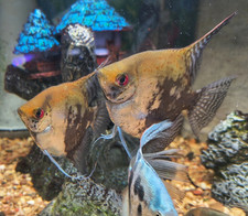 4 CA Green Leopard Smokey Standard Tail Angelfish Quarter /- size 3 1 Free