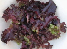 730 SEEDS - lettuce RUBY RED LEAF salad greens GroCo USA - BUY 15-SHIPS FREE