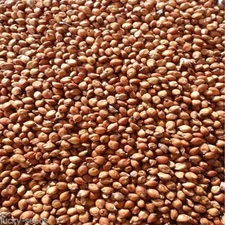 SeedRanch Egyptian Wheat Seed "Excellent for Screen" - 50 Lbs.