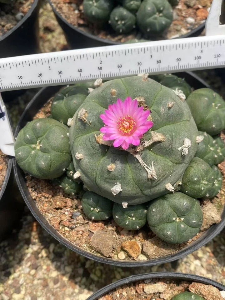 10-12CM LW Multi Heads Cactus Plant selfroot Beautiful Garden Décor Boutique - Image 2 of 4