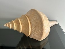 Australian Trumpet Syrinx Aruanus Gigantic Seashell 51cm 20” Australian Trumpet Syrinx Aruanus Gigantic Seashell 51cm 20”