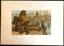 1880s Sea Lion L Prang & Co Full Color Chromolithograph 12.5 x 9 Overall