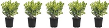 Boxwood Japanese | 4 Inch | Buxus microphylla | Formal