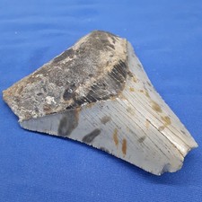 Megalodon Shark Tooth, Real Fossil, 3 1/8 inches, Ships from Canada
