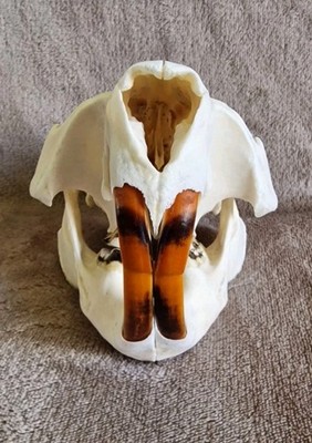 BIBERSCHÄDEL mit allen Zähnen/Taxidermie/Deko/Jagdpokal/Sammlung und mehr
