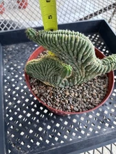 Crested Cactus Sp Half Variegated