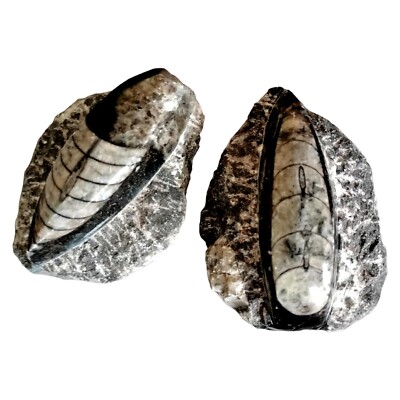 Two (2) Polished Orthoceras Fossilized  Atlas Mountains Morocco Paleozoic Era