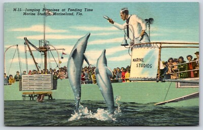 Postcard Jumping Porpoises At Feeding Time Marine Studios Marineland FL Unposted