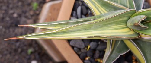 Sansevieria Johannesburg Variegated Big Size Rare Uniqe Snake Plant - Picture 2 of 3