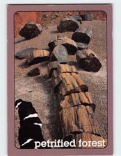 Postcard Black Forest Petrified Forest National Park Arizona USA